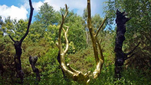 Forêt de Brocéliande, l'arbre d'or du Val sans retour.